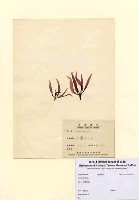 藏品(Grateloupia sp.)的圖片